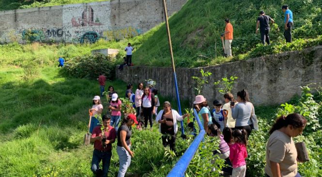 PLANTAN 6 MIL ÁRBOLES EN REFORESTACIONES DE NAUCALPAN