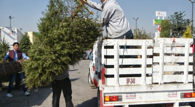 ARRANCA RECOLECCIÓN DE ÁRBOLES DE NAVIDAD EN CUAUTITLÁN IZCALLI