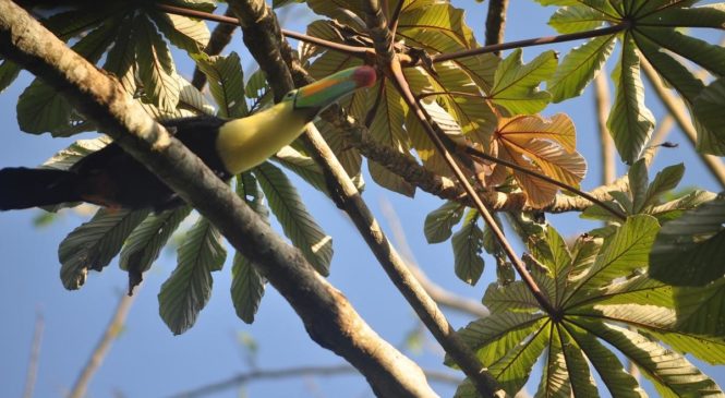 LIBERAN EJEMPLARES DE TUCÁN EN LOS TUXTLAS