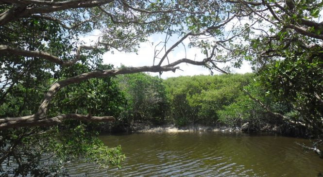 TREN MAYA AFECTARÁ A 10 ÁREAS NATURALES PROTEGIDAS: Bajo presión