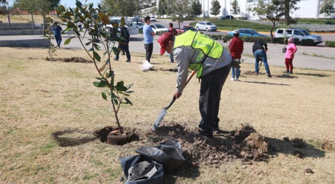 REFORESTAN PARQUE URBANO LOMAS VERDES