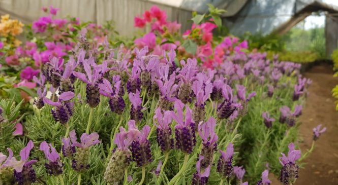 PRODUCCIÓN DE PLANTA ORNAMENTAL PARA DISMINUIR EL IMPACTO AMBIENTAL EN IZCALLI