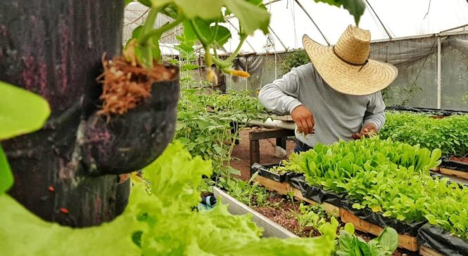 CIUDADANOS DONAN PLÁNTULAS PARA PROGRAMA DE HUERTOS FAMILIARES EN IZCALLI