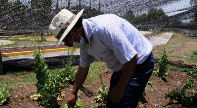 ADMINISTRACIÓN MUNICIPAL TRABAJA EN EL CRECIMIENTO DE HORTALIZAS URBANAS