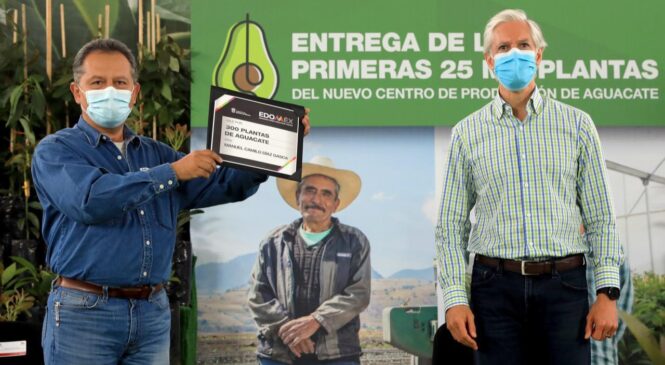 ENTREGAN 25 MIL PLANTAS DE AGUACATE DEL NUEVO CENTRO DE PRODUCCIÓN DEL EDOMÉX