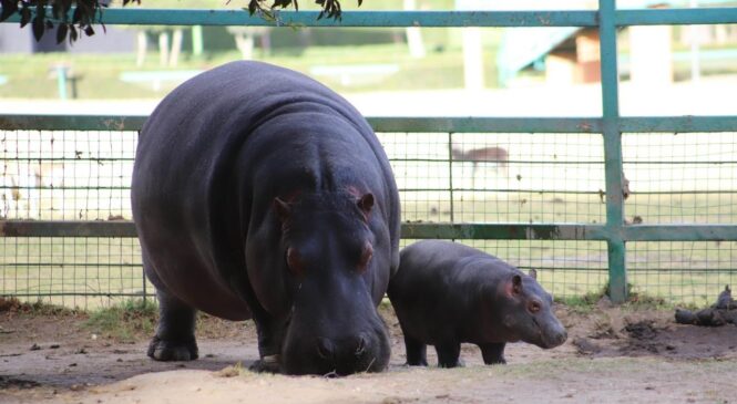 AUMENTA CRÍA DE HIPOPÓTAMO DEL NILO SU ESPERANZA DE VIDA EN PARQUE ECOLÓGICO ZACANGO