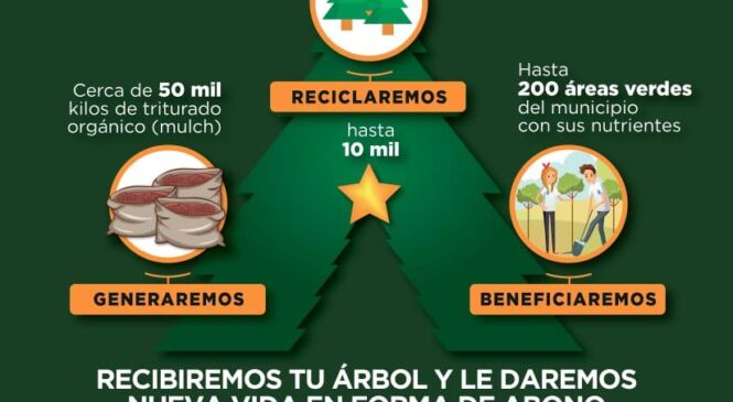 LLAMA NAUCALPAN A RECICLAR ÁRBOLES NATURALES DE NAVIDAD