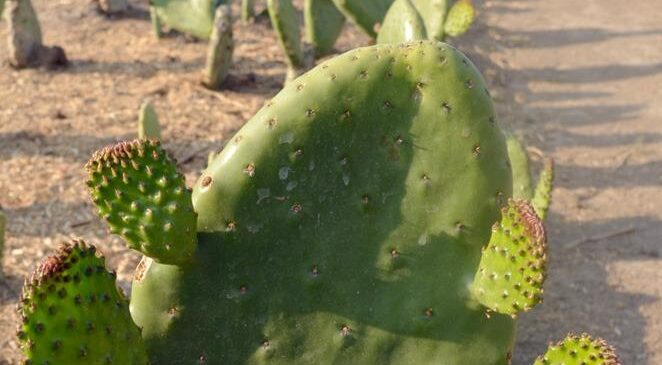 VAN TRABAJADORES DEL CAMPO MEXIQUENSE POR REFRENDO DE POSICIÓN NACIONAL EN PRODUCCIÓN DE NOPAL Y TUNA