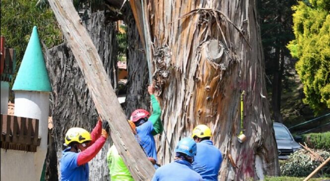 DAN MANTENIMIENTO AL ARBOLADO EN PARQUE ECOLÓGICO “ZACANGO”