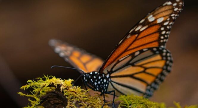 ALISTAN REAPERTURA DE LOS SANTUARIOS DE LA MARIPOSA MONARCA