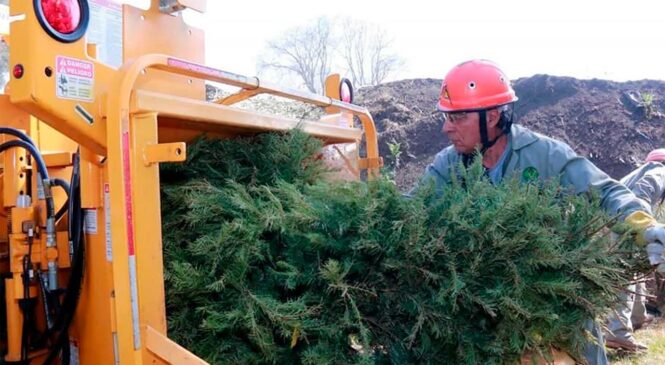 ANUNCIA PROBOSQUE CAMPAÑA DE RECICLAJE DE ÁRBOLES DE NAVIDAD NATURALES