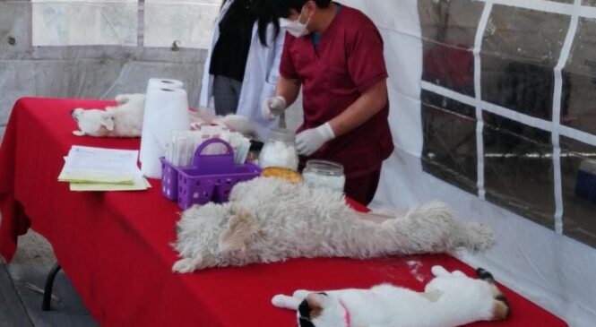 BRINDA CENTRO DE SALUD “EL TENAYO” JORNADA DE ESTERILIZACIÓN CANINA PARA PROCURAR UNA SALUD DIGNA DE LAS MASCOTAS