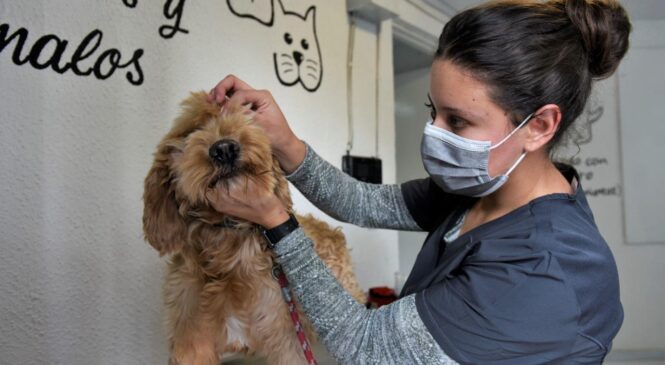 ESTERILIZA NAUCALPAN A 300 MASCOTAS