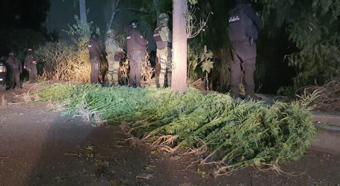 SEGURIDAD PÚBLICA DE TLALNEPANTLA EN COORDINACIÓN  CON FUERZAS FEDERALES LOCALIZAN PLANTÍO CON MÁS DE 4O PLANTAS DE MARIHUANA