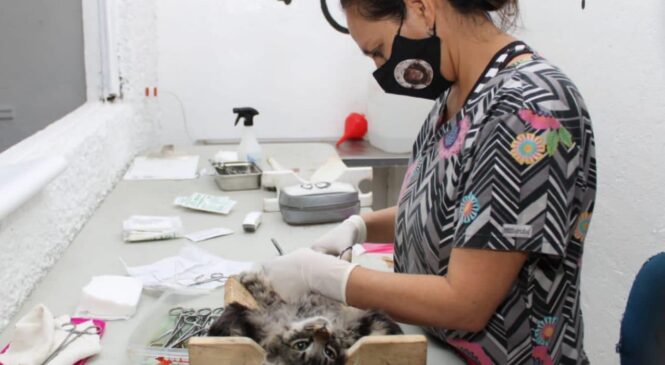 CONTINÚA NAUCALPAN ESTERILIZACIÓN DE MASCOTAS