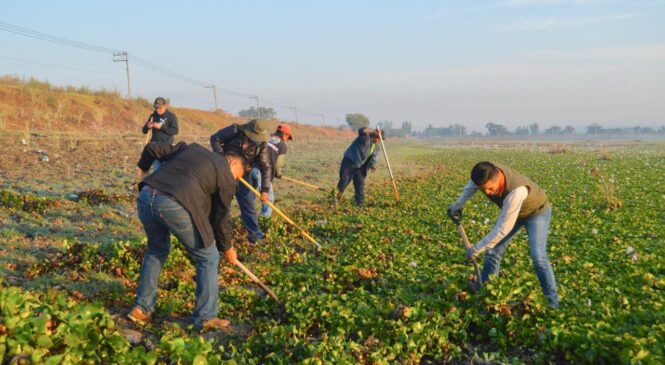 LIRIO INVADE 80 POR CIENTO DE LAGUNA DE ZUMPANGO: DIPUTADO MARCO CRUZ