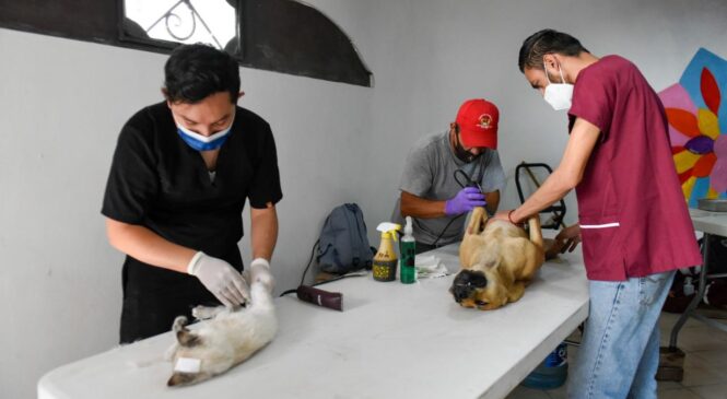 ESTERILIZAN A MÁS DE 250 PERROS Y GATOS EN SAN FRANCISCO CHIMALPA