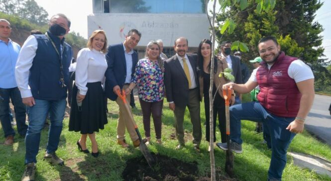 RESCATARÁN 200 ÁRBOLES POR EL DERRIBO DE  OBRA EN CHILUCA, EJEMPLARES QUE SERÁN REUBICADOS