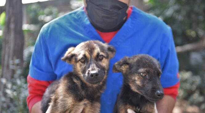 ADOPCIÓN, SEGUNDA OPORTUNIDAD DE VIDA PARA ANIMALES DE COMPAÑÍA ABANDONADOS