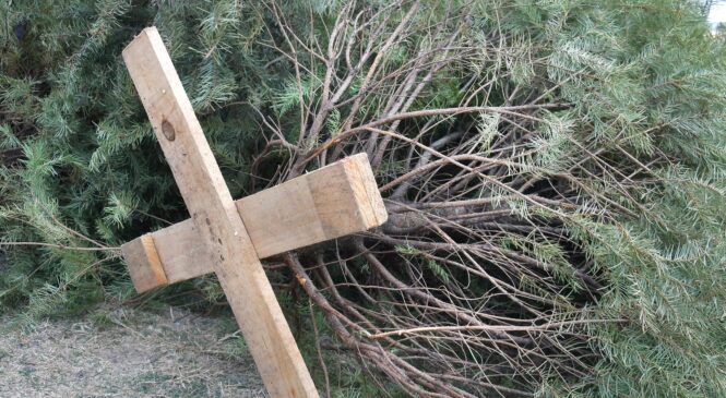 ACOPIAN ÁRBOLES DE NAVIDAD NATURALES EN ATIZAPÁN