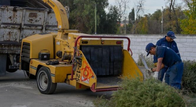 RECOLECTA GOBIERNO DE ATIZAPÁN ÁRBOLES DE NAVIDAD PARA CONVERTIRLOS EN ABONO ORGÁNICO