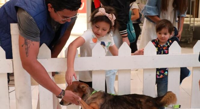 MÁS DE 50 LOMITOS DE “HUIXQUICAN” YA TIENEN UN NUEVO HOGAR DONDE RECIBEN AMOR Y CUIDADOS