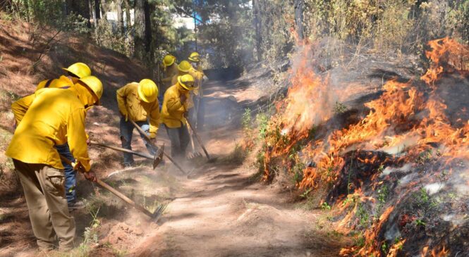 BRECHAS CORTAFUEGO Y LÍNEAS NEGRAS SON LOS MEJORES MÉTODOS PARA PREVENIR Y COMBATIR INCENDIOS FORESTALES: PROBOSQUE