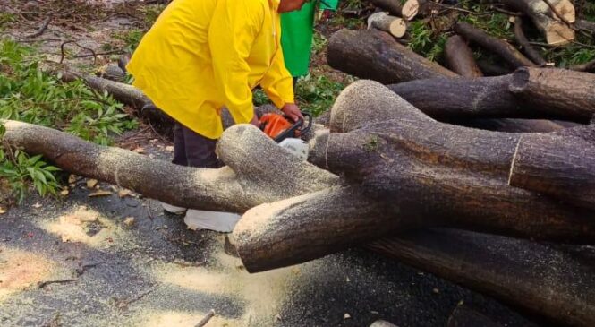 TRABAJADORES DE NAUCALPAN LIMPIAN VIALIDADES Y RETIRAN ÁRBOLES CAÍDOS TRAS TORMENTA DE AYER