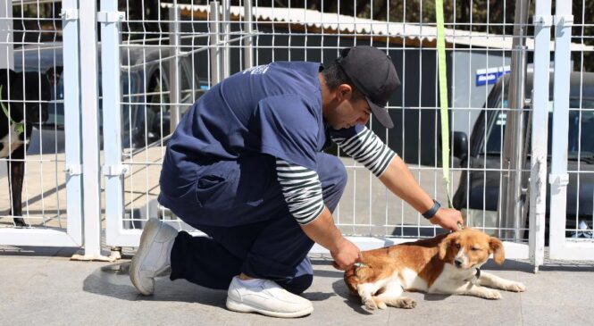 HUIXQUICAN CUIDA SALUD DE PERROS Y GATOS CON MÁS DE 400 CONSULTAS MÉDICAS GRATUITAS