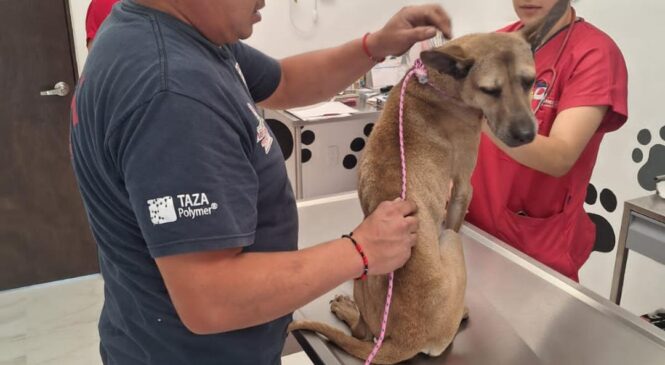 PERSONAL DE  BOMBEROS Y PROTECCIÓN ANIMAL RESCATAN Y TRASLADAN A LA CLÍNICA “HUELLITAS” UN PERRO ATRAPADO EN EL DRENAJE