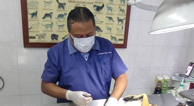 AVANZA ESTERILIZACIÓN DE MASCOTAS EN NAUCALPAN