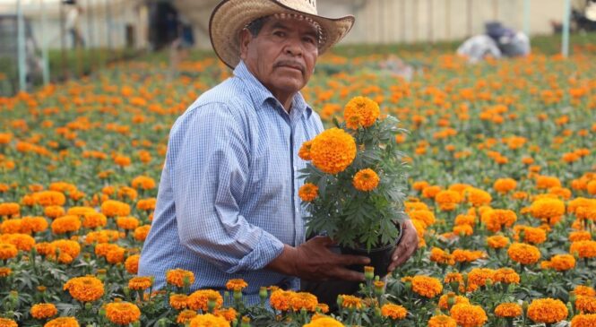 INICIA EDOMÉX VENTA DE CEMPASÚCHIL Y FLORES DE TEMPORADA PARA DECORAR EN DÍA DE MUERTOS