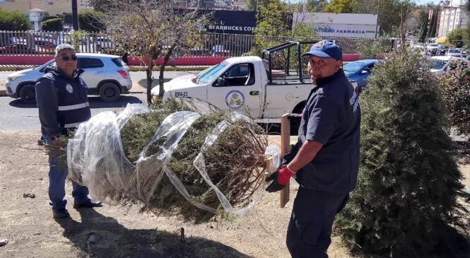 GOBIERNO DE PEDRO RODRÍGUEZ INTERCAMBIA PLANTAS POR ÁRBOLES NAVIDEÑOS QUE SE CONVERTIRÁN EN ABONO ORGÁNICO