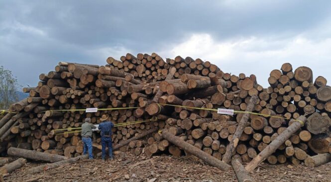 ASEGURAN MÁS DE MIL ROLLOS DE MADERA DE DUDOSA PROCEDENCIA