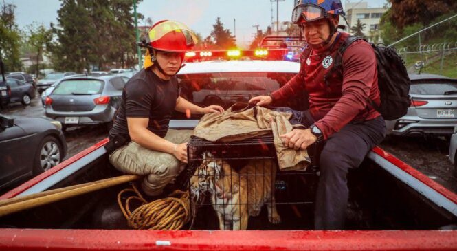 RESCATA GOBIERNO DE ISAAC MONTOYA, A CACHORRO DE TIGRE DE BENGALA EN CAUTIVERIO