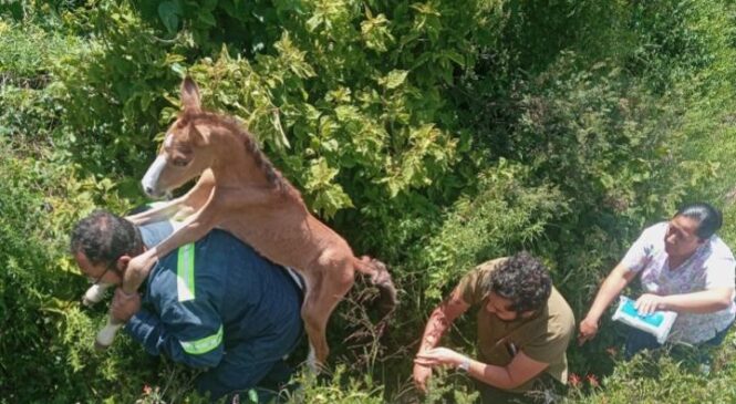 RESCATA POLICÍA DE ECATEPEC A POTRILLO ABANDONADO EN SIERRA DE GUADALUPE