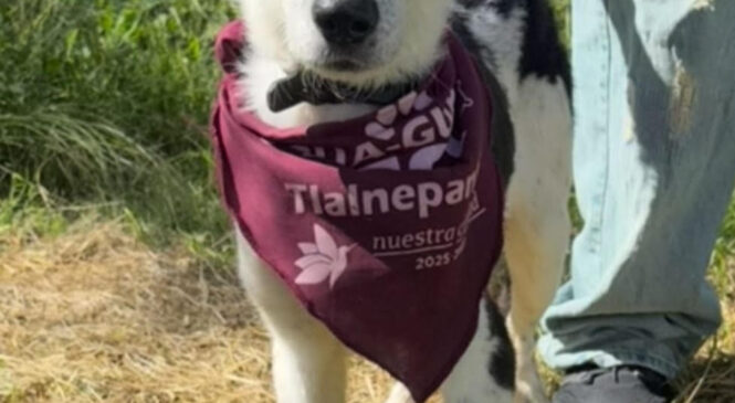 ASISTE ESTE DOMINGO A LA FERIA DE ADOPCIÓN “TU CASA, SU HOGAR” EN TLALNEPANTLA