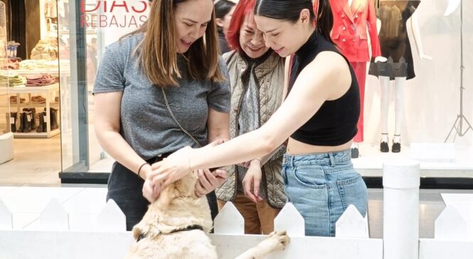 MÁS DE 400 PERRITOS DE “HUIXQUICAN” HAN ENCONTRADO UNA FAMILIA