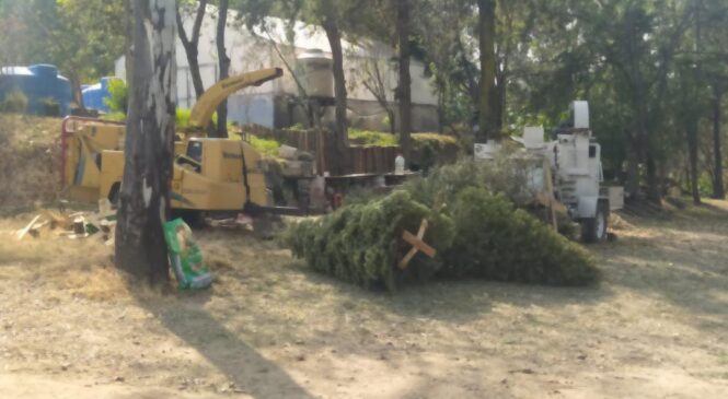 ARRANCA GOBIERNO DE NAUCALPAN RECOLECCIÓN DE ARBOLITOS DE NAVIDAD
