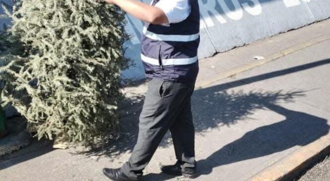 COMIENZA ATIZAPÁN RECOLECCIÓN DE ÁRBOLES NAVIDEÑOS