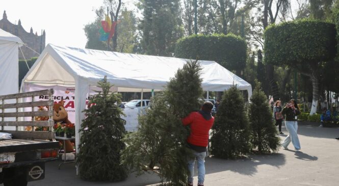 INICIA TLALNEPANTLA CAMPAÑA DE ACOPIO Y RECICLAJE DE ÁRBOLES DE NAVIDAD “POR UN MUNICIPIO VERDE”