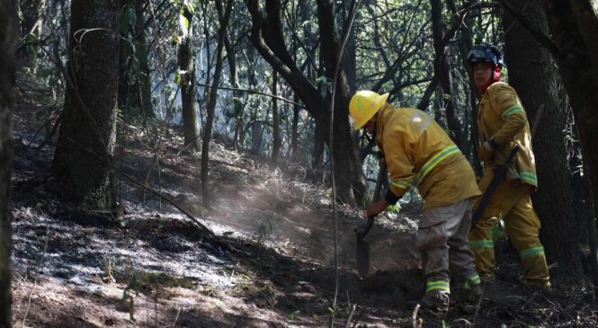 CREA HUIXQUILUCAN MÁS DE 27 MIL METROS CUADRADOS DE BRECHAS CORTAFUEGO PARA COMBATIR INCENDIOS FORESTALES