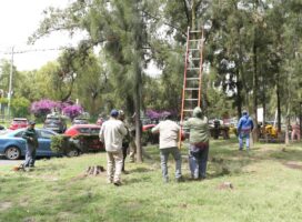 REALIZA GOBIERNO DE IZCALLI MÁS DE 5 MIL INTERVENCIONES AL ARBOLADO URBANO