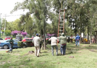 REALIZA GOBIERNO DE IZCALLI MÁS DE 5 MIL INTERVENCIONES AL ARBOLADO URBANO