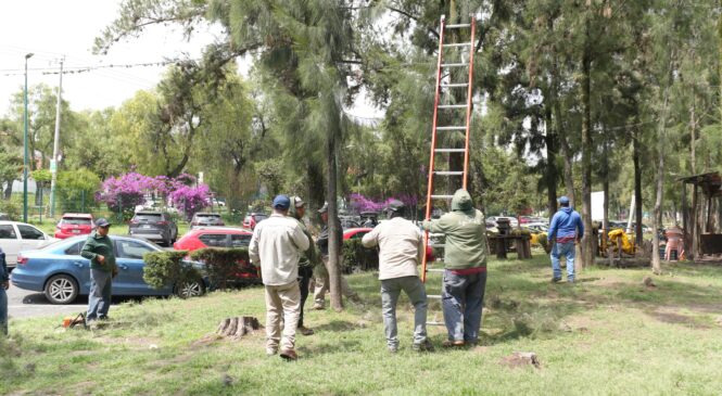 REALIZA GOBIERNO DE IZCALLI MÁS DE 5 MIL INTERVENCIONES AL ARBOLADO URBANO