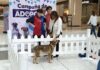 MÁS DE 470 PERRITOS DE HUIXQUILUCAN ENCONTRARON UN HOGAR, TRAS SER RESCATADOS POR HUIXQUICAN
