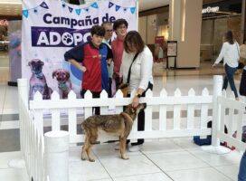 MÁS DE 470 PERRITOS DE HUIXQUILUCAN ENCONTRARON UN HOGAR, TRAS SER RESCATADOS POR HUIXQUICAN