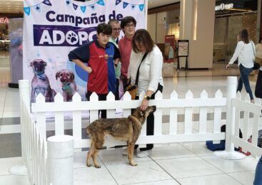 MÁS DE 470 PERRITOS DE HUIXQUILUCAN ENCONTRARON UN HOGAR, TRAS SER RESCATADOS POR HUIXQUICAN