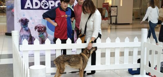 MÁS DE 470 PERRITOS DE HUIXQUILUCAN ENCONTRARON UN HOGAR, TRAS SER RESCATADOS POR HUIXQUICAN