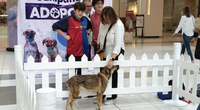 MÁS DE 470 PERRITOS DE HUIXQUILUCAN ENCONTRARON UN HOGAR, TRAS SER RESCATADOS POR HUIXQUICAN